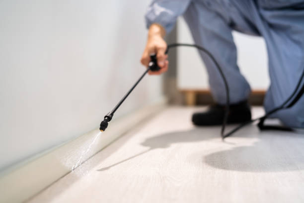 Licensed Ant Control service in Derma, MS - Show Me Pest Control