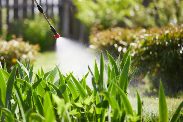 24/7 Emergency Ant Control experts in Derma, MS